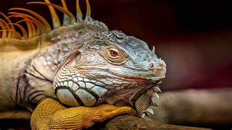 simslots iguana
